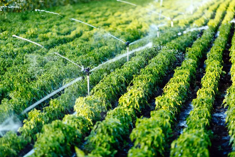 Irrigation and green roof filtration systems 02